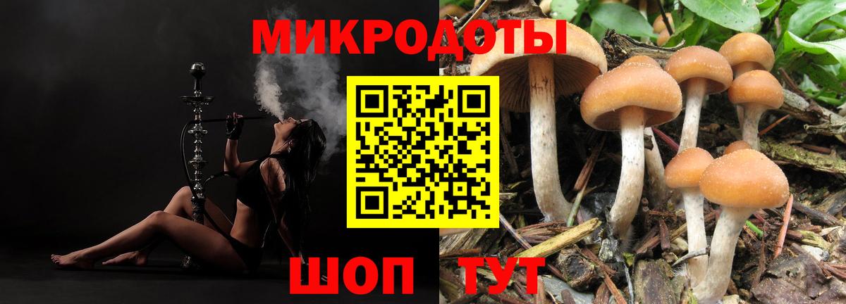 Псилоцибиновые грибы Psilocybe Осинники
